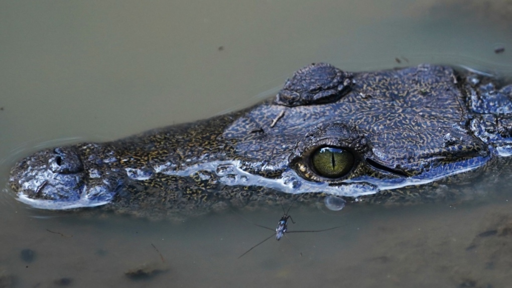 Scientists find crocodile ‘virgin birth’ at Costa Rica zoo