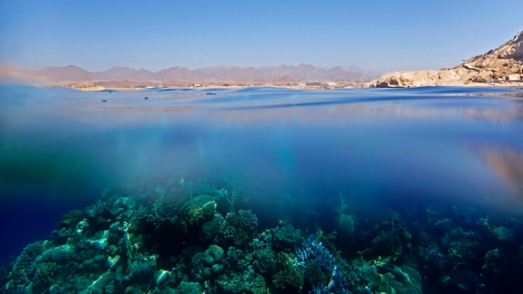 Coral reefs are seen in the Red Sea at Ras Katy Beach in Sharm el-Sheikh, South Sinai, Egypt on Sept. 8, 2022. As this year's United Nations climate summit approaches, Egypt's government is touting its efforts to make Sharm el-Sheikh a more eco-friendly tourist destination. (AP Photo/Thomas Hartwell)