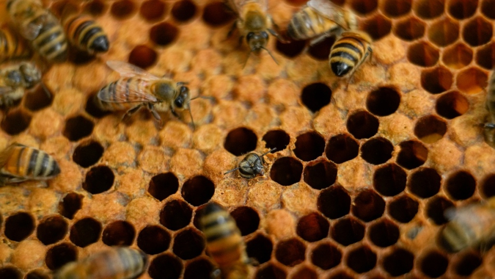 A colony of bees is visible at a hive in the backyard of University of Maryland bee researcher Nathalie Steinhauer, June 21, 2023, in College Park, Md. (AP Photo/Julio Cortez)