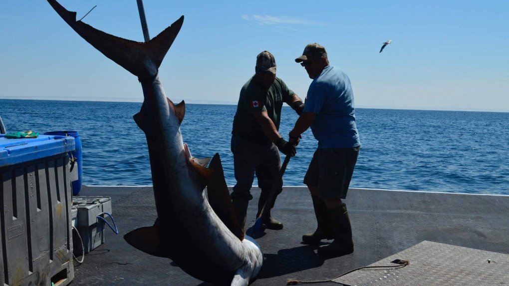 Nova Scotia shark-fishing derbies come to an end