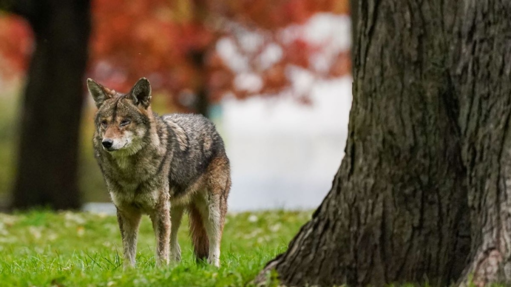 Coyote attacks: What to do to prevent them and how to stay safe