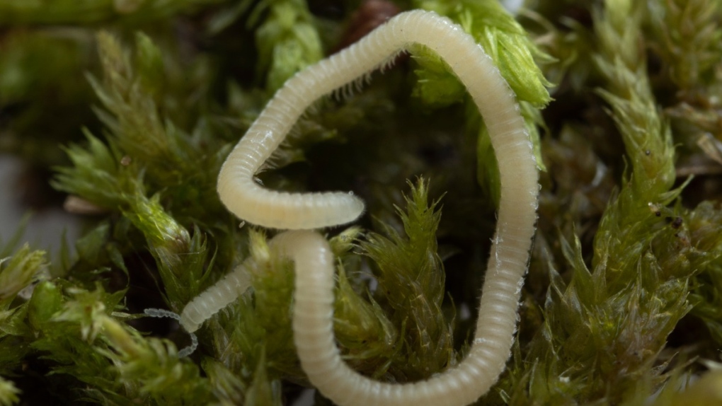 New millipede species with 486 legs discovered in L.A.