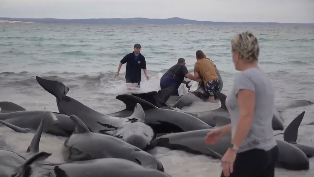Survivors of pilot whale pod beached on Australian coast have been ...
