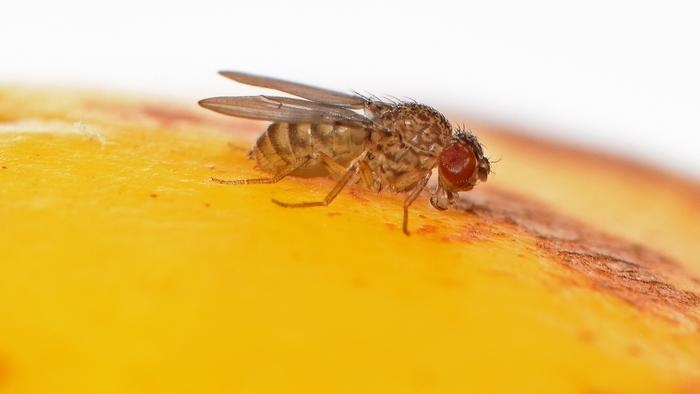 Scientists discover a way to induce virgin births in female fruit flies