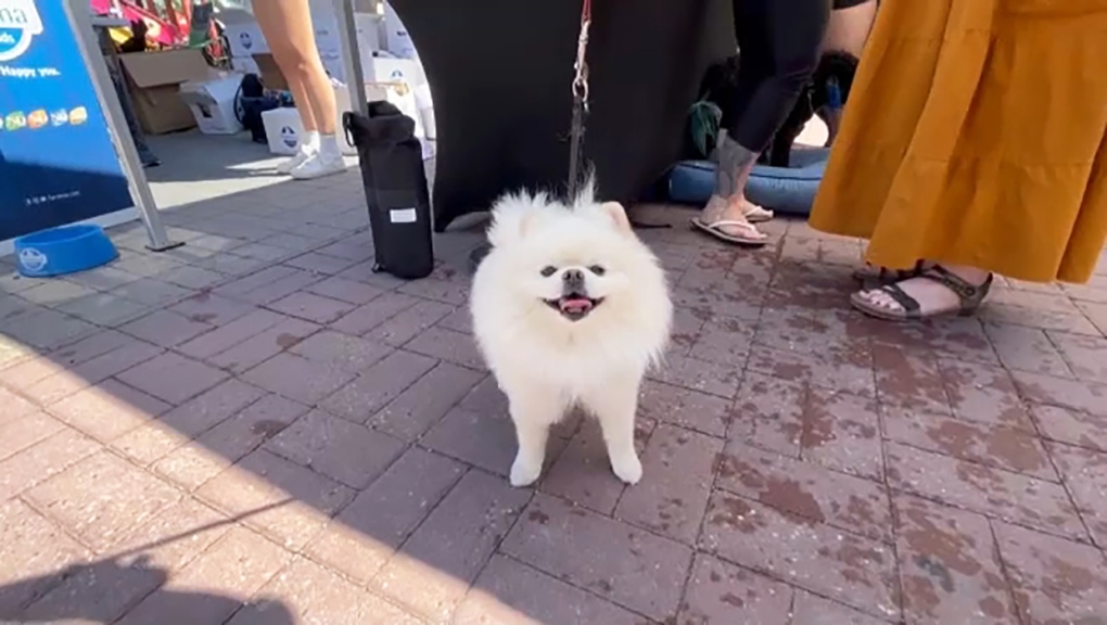 Day of the Dog festival takes over Eau Claire | CTV News