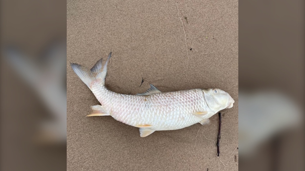 Report a Stranded, Injured, or Dead Sturgeon