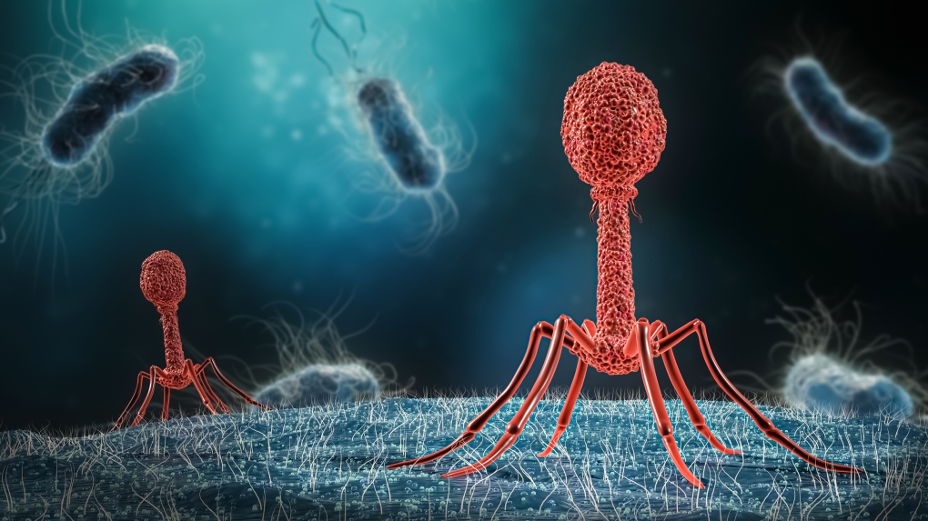 First Canadian trial successfully uses phage therapy to stop life-threatening UTI caused by superbug
