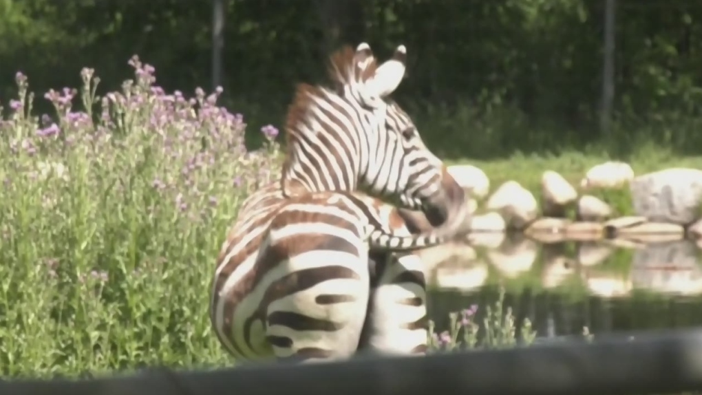 Saskatchewan government to help pay for care of zebras seized from rural property