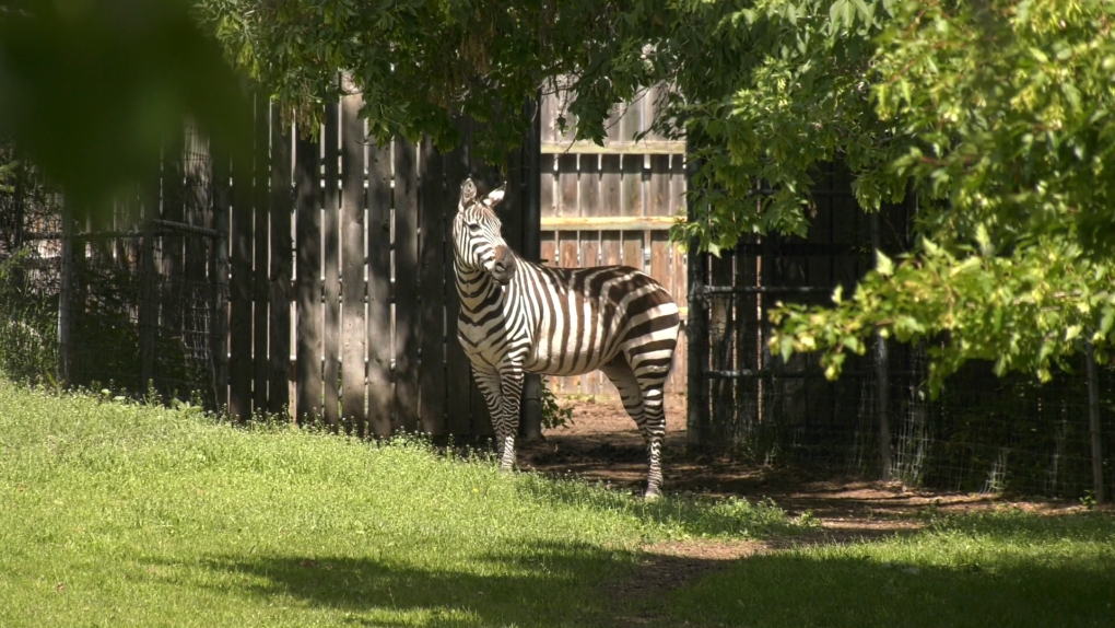 Zooming in on Zebras - NWF