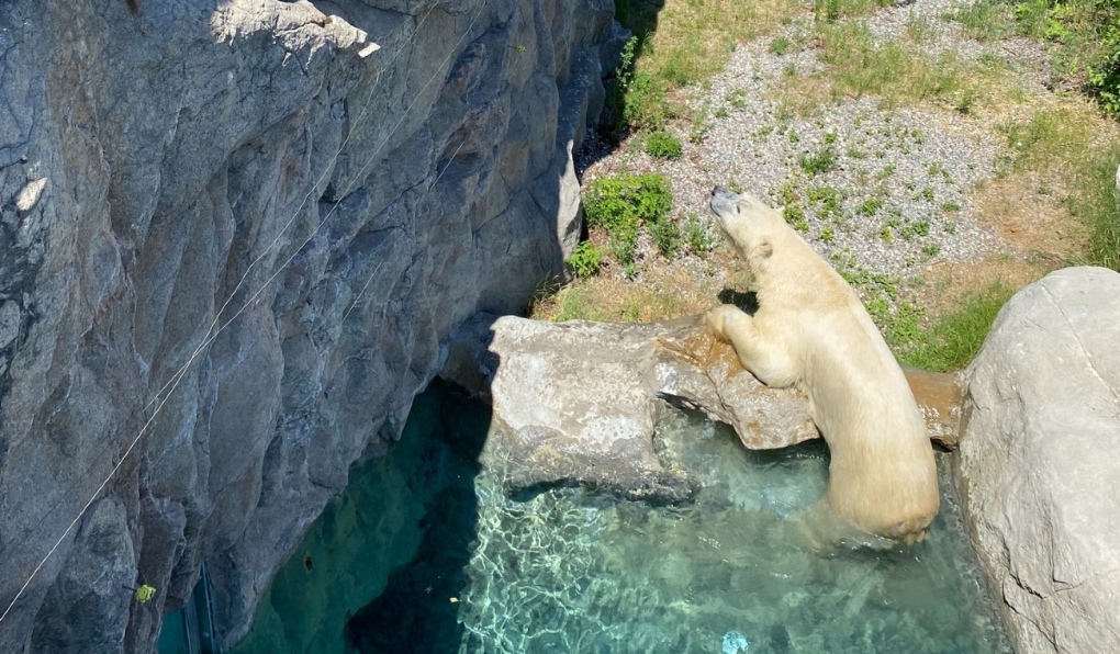 ‘How do polar bears handle a heat wave?’: Ont.’s polar bear habitat shows CTV News