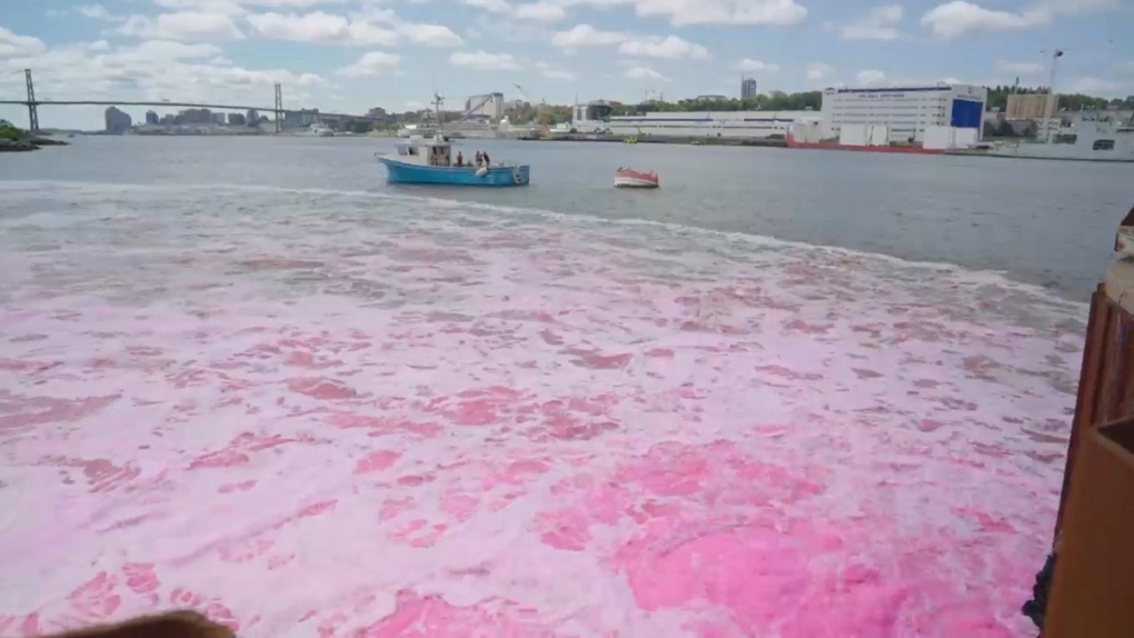 Halifax Harbour dyed pink for research project aimed at removing CO2 from the atmosphere