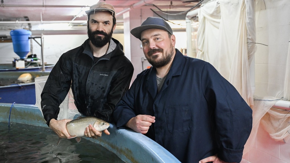 Montreal urban fish farmers say their Arctic char cuts greenhouse