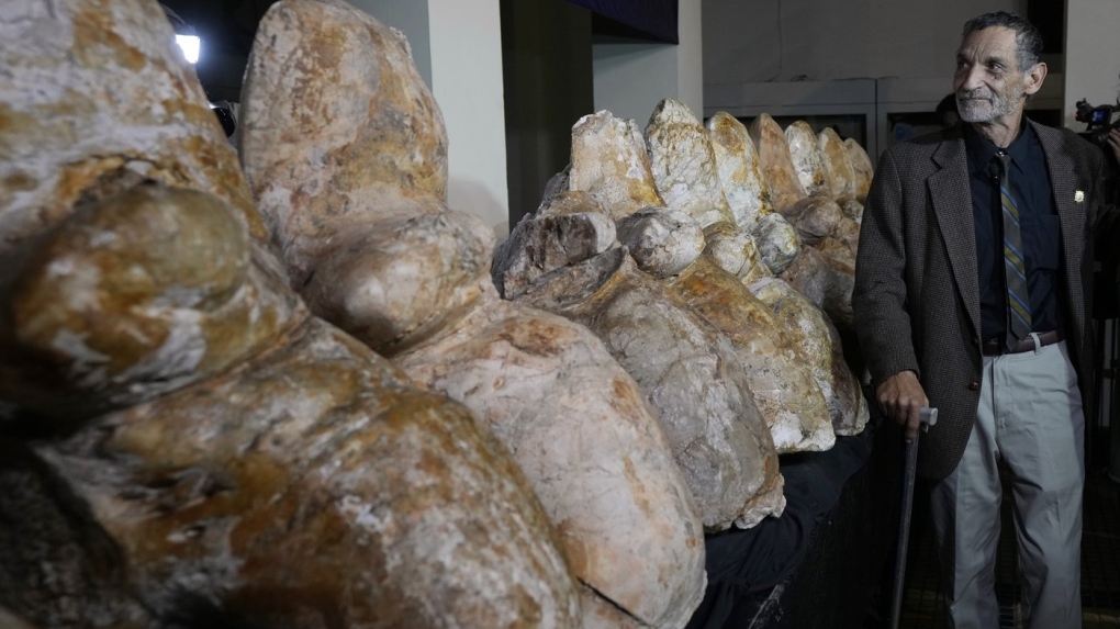 Paleontologist Mario Urbina poses for a photo next to the vertebrae of a newly found species named Perucetus colossus, or “the colossal whale from Peru”, during a presentation in Lima, Peru, Wednesday, Aug. 2, 2023. The bones were first discovered more than a decade ago by Urbina from the University of San Marcos’ Natural History Museum. An international team spent years digging them out from the side of a steep, rocky slope in the Ica desert, a region in Peru that was once underwater and is known for its rich marine fossils. (AP Photo/Martin Mejia)