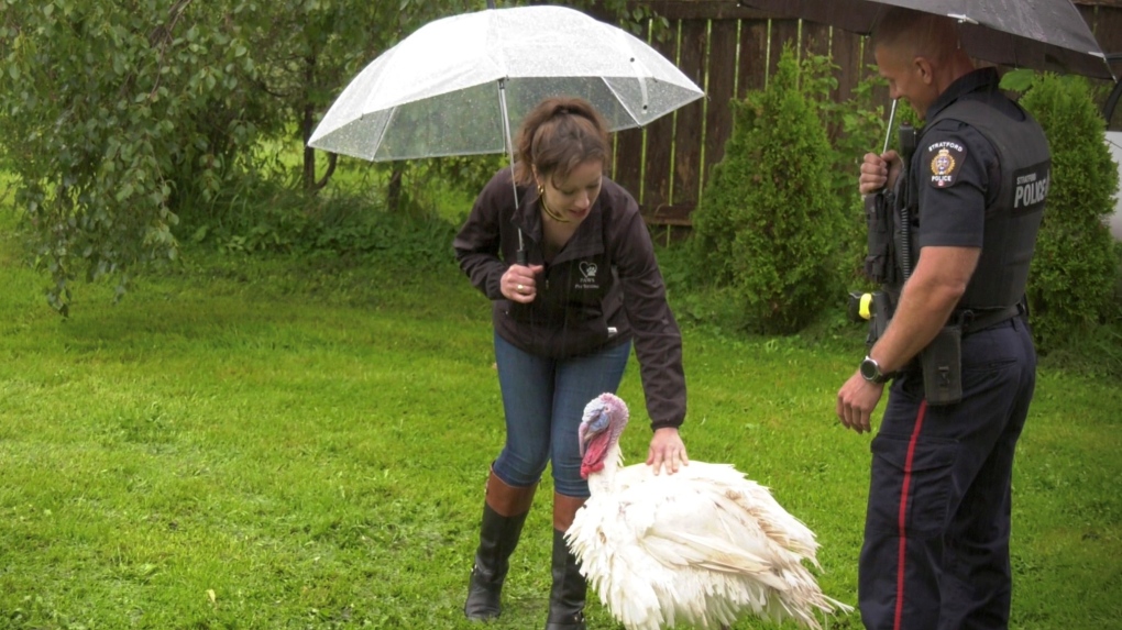Türkiye’nin Hikayesi: Stratford, Ontario’daki Yaralı Kuşlar.  Bir yolculuğa çıkıyor ve evlat ediniliyor