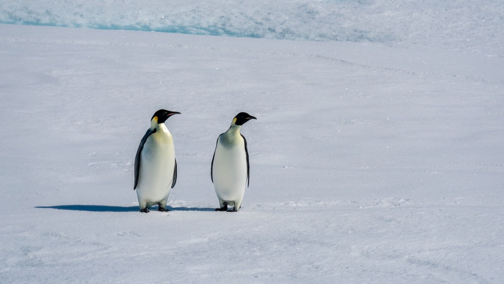 Los pingüinos emperador están amenazados por la disminución del nivel del hielo marino y el cambio climático