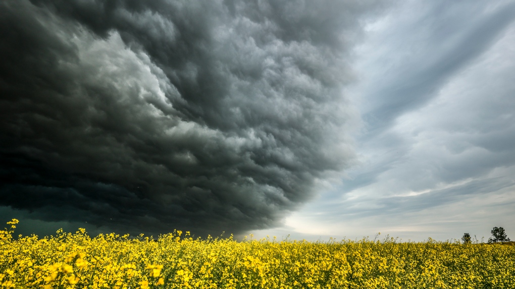 Storm clouds build over a canola field near Cremona, Alta., Friday, July 29, 2022. (THE CANADIAN PRESS/Jeff McIntosh)