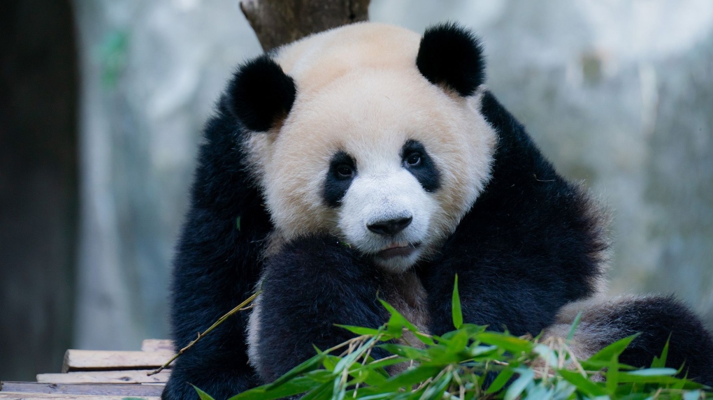 Pandas living in zoos suffering from 'jet lag': study