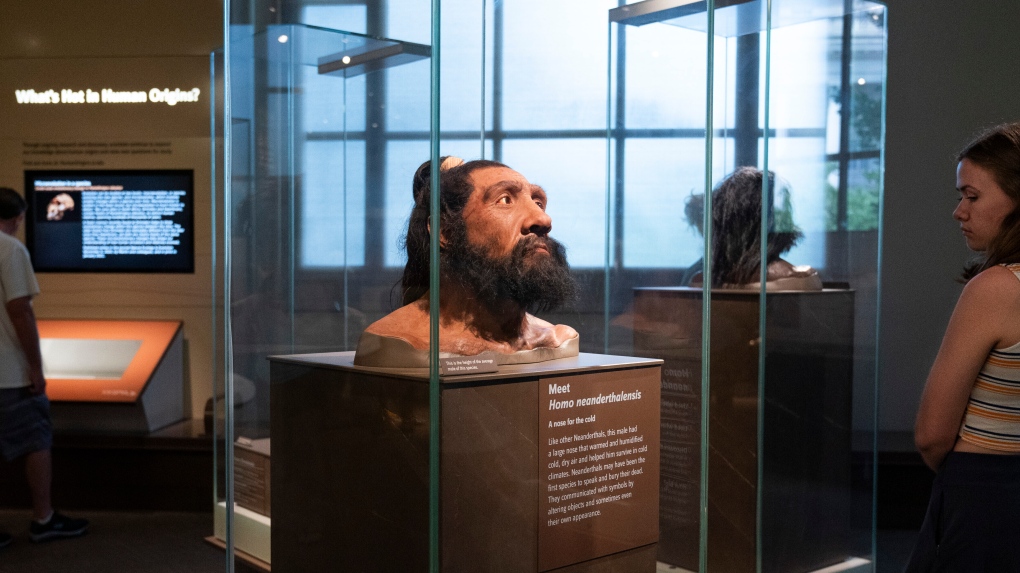 People visit exhibits inside the Smithsonian Hall of Human Origins, Thursday, July 20, 2023, at the Smithsonian Museum of Natural History in Washington. Until recently, the genetic legacy from ancient humans was invisible because scientists were limited to what they could glean from the shape and size of bones. But there has been a steady stream of discoveries from ancient DNA, an area of study pioneered by Nobel Prize winner Svante Paabo who first pieced together a Neanderthal genome. (AP Photo/Jacquelyn Martin)