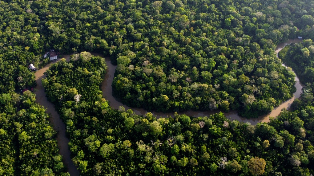 rainforest facing severe drought