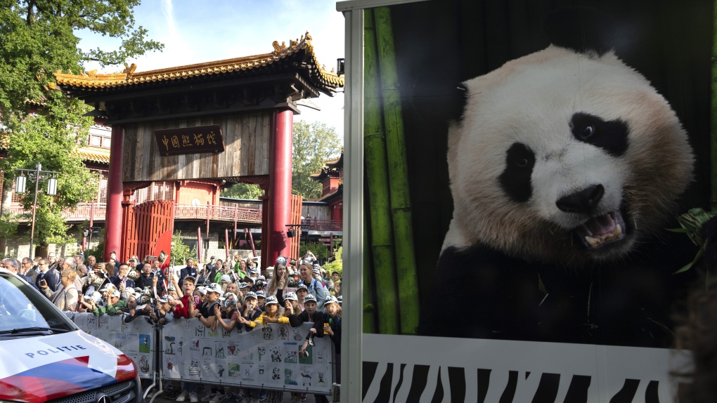 A van carrying giant panda Fan Xing is heading home to a country she has never visited, leaves the Ouwehands Zoo in Rhenen, Netherlands, Wednesday, Sept. 27, 2023. (AP Photo/Peter Dejong)