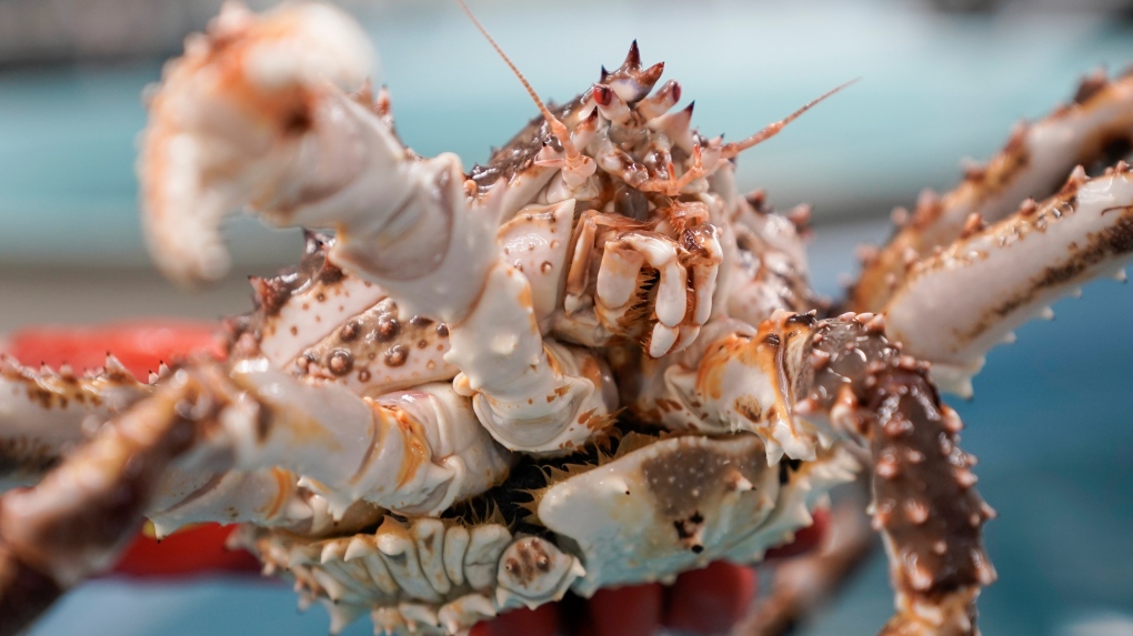 Crab season dwindles due to warming waters, Alaska fishers say