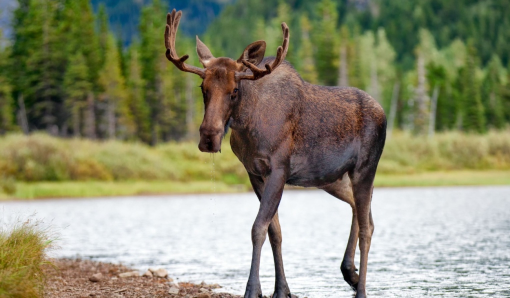 Illegal northern Ont. moose hunt ends with $8,700 in fines