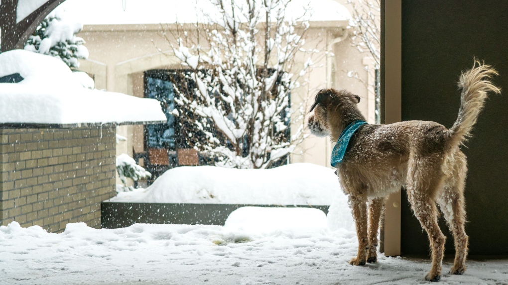 Aquí le mostramos cómo mantener calientes a sus mascotas durante los fríos inviernos.
