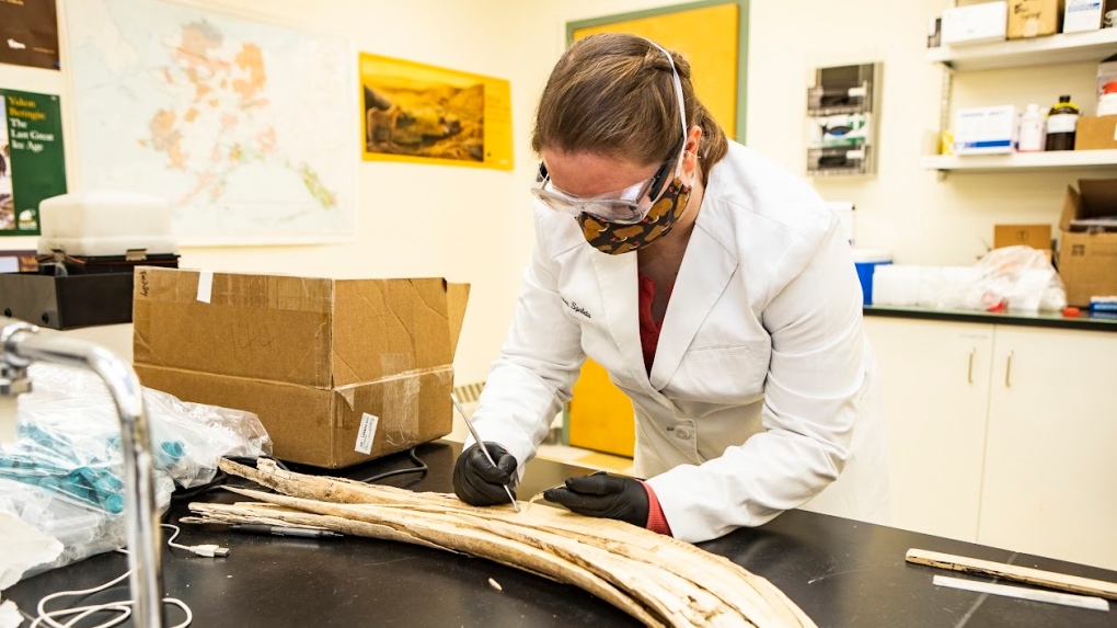 Une étude suggère que les mammouths coexistaient avec les humains en Alaska