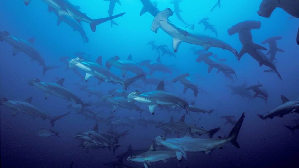 Growing number of sharks being killed despite global regulatory changes: study