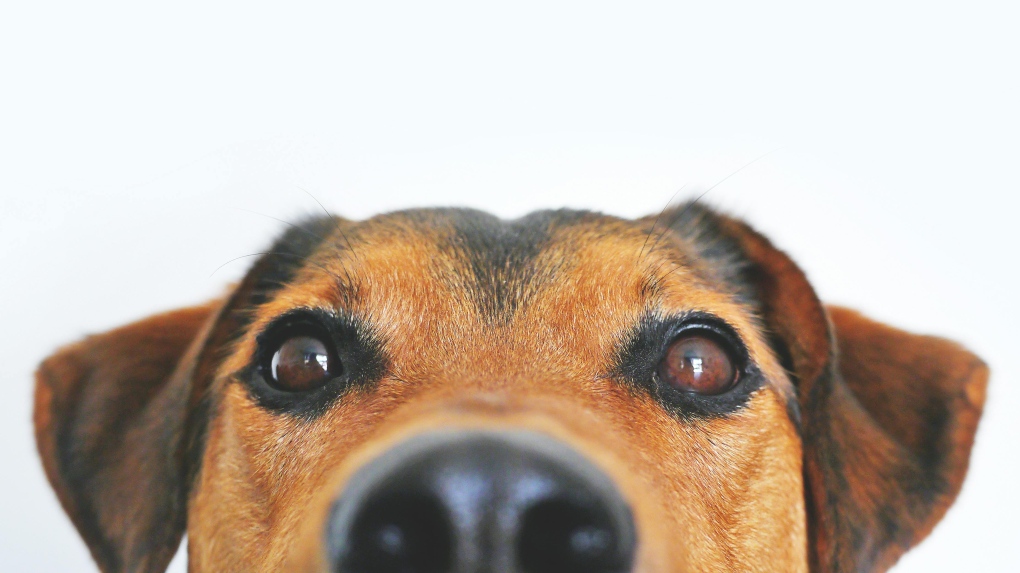 Comment les vétérinaires utilisent la télévision canine pour vérifier la vision canine