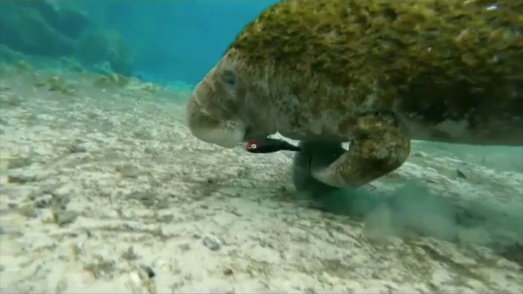 Manatee caught in fishing lure released back into the wild