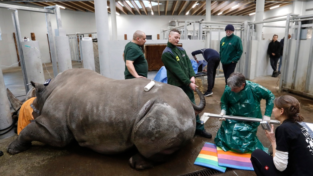 Preparing for A Rhino Rescue Mission