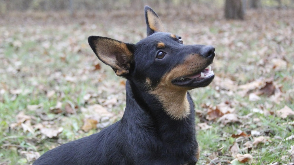 Lancashire heeler becomes newest dog breed to join the American Kennel Club
