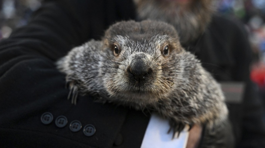 Groundhog Club handler A.J. Dereume holds Punxsutawney Phil, the weather prognosticating groundhog, during the 137th celebration of Groundhog Day on Gobbler's Knob in Punxsutawney, Pa., Feb. 2, 2023. (AP Photo/Barry Reeger, File)