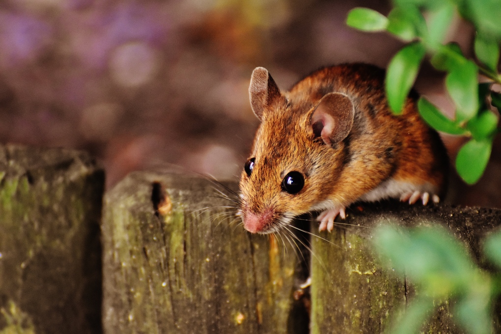 Mouse discovered tidying British man's shed every night