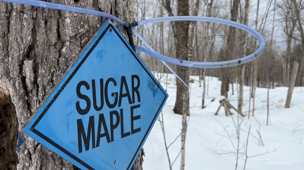 Tapping underway in anticipation of maple syrup season in eastern Ontario