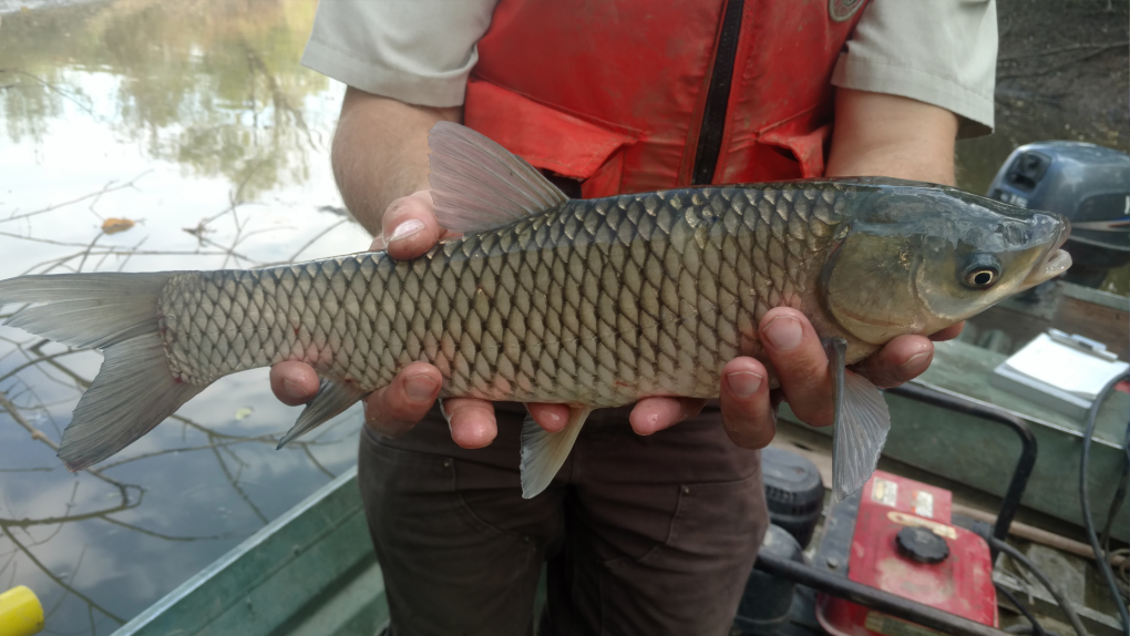 Water safety: Here's what the Invasive Species Centre wants you to know  about grass carp