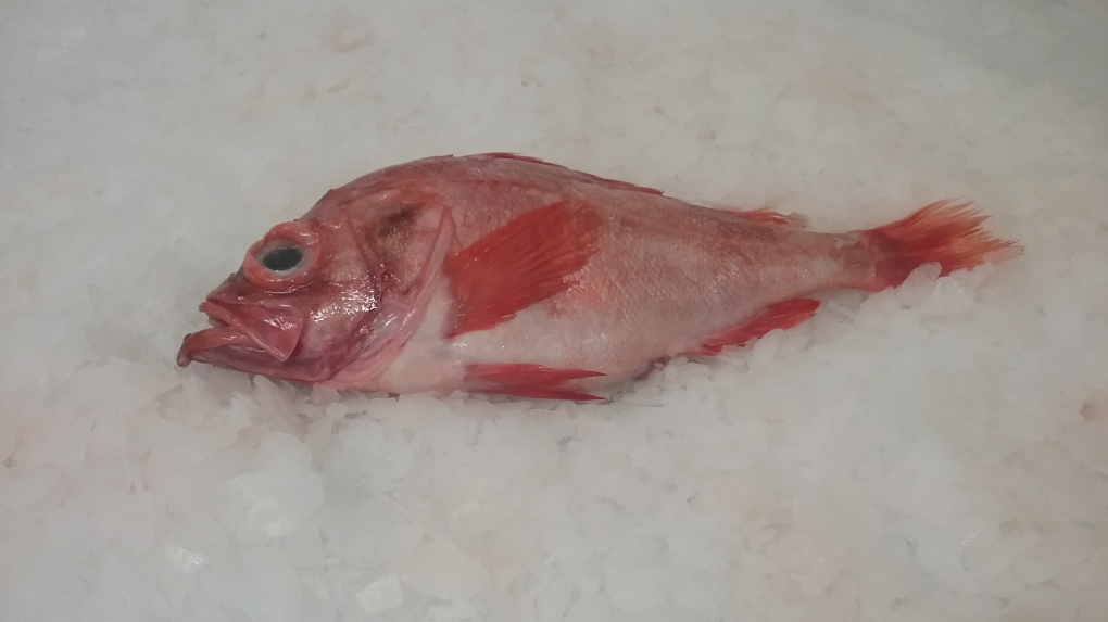 Northern Red Snapper - Oceana