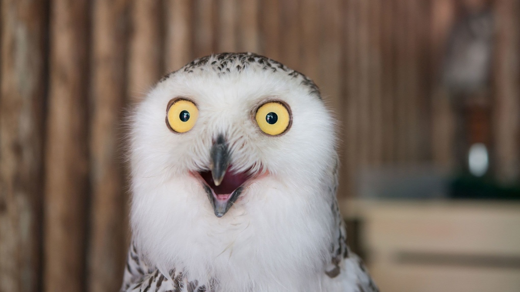 Owls are predatory creatures who take over the internet each year around the Super Bowl. (pitipat/Adobe Stock)