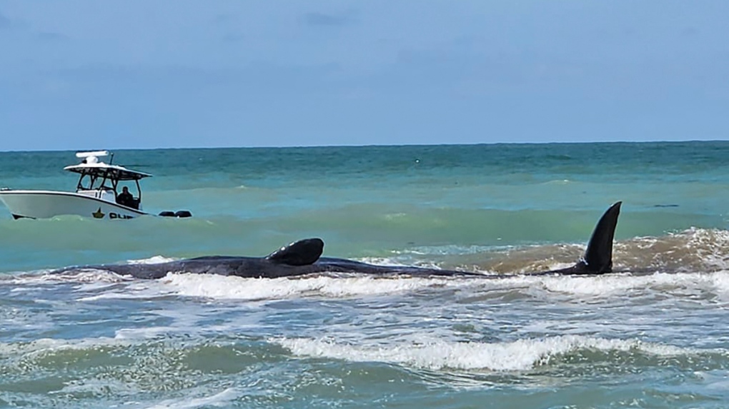 Pihak berwenang sedang berusaha membantu paus sperma yang terdampar di lepas pantai Teluk Florida