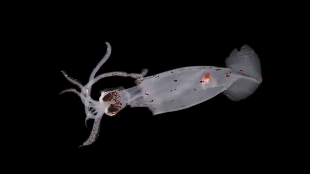 Des scientifiques découvrent une mystérieuse créature des profondeurs marines