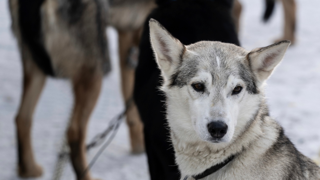 Dog death sparks calls to end Alaska's yearly Iditarod dog sled