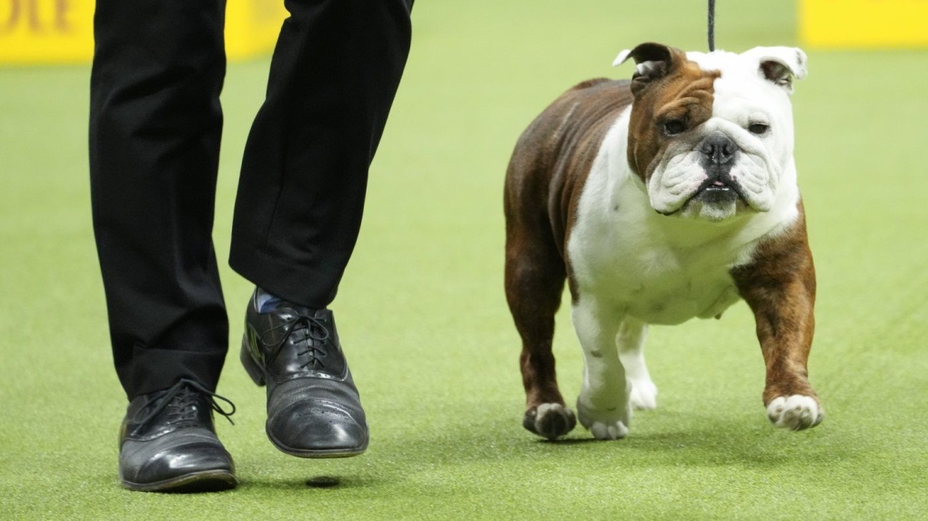 New rankings show French bulldogs reign on as top U.S. breed, making many fans shudder