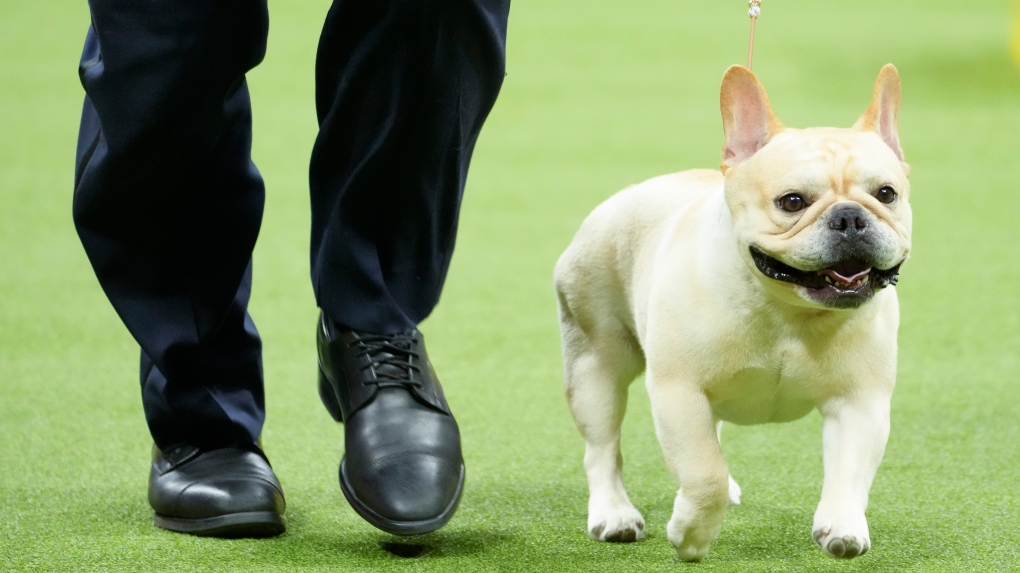 Most popular dog breeds in the U.S.: Frenchies reign