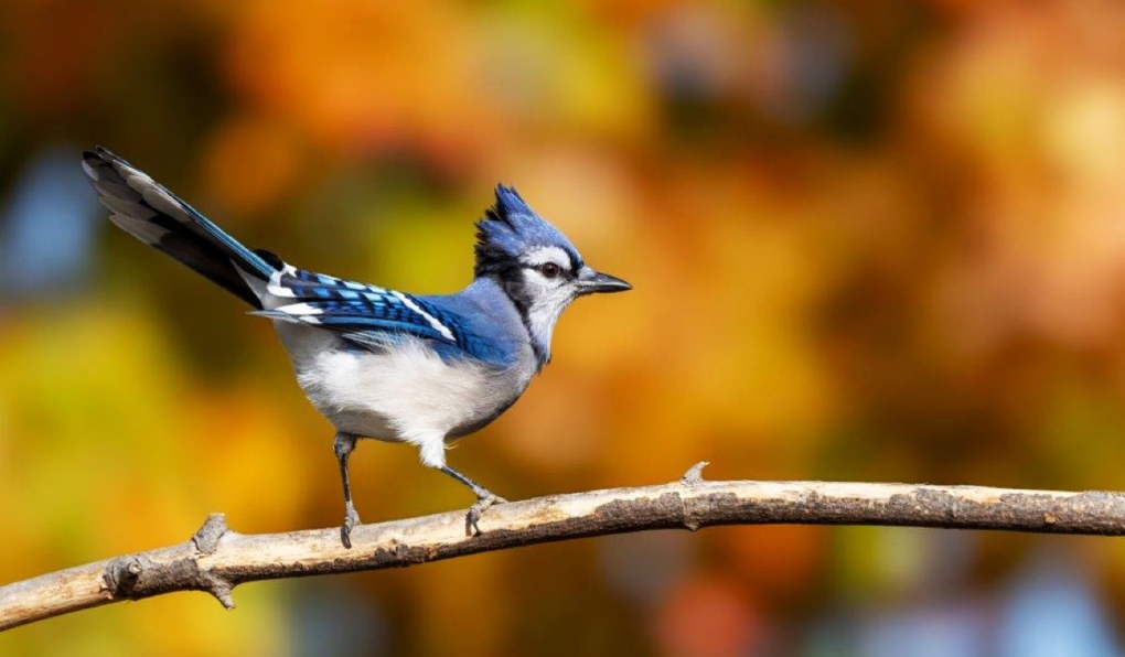 Sault news: What should be the official bird of Sault Ste. Marie