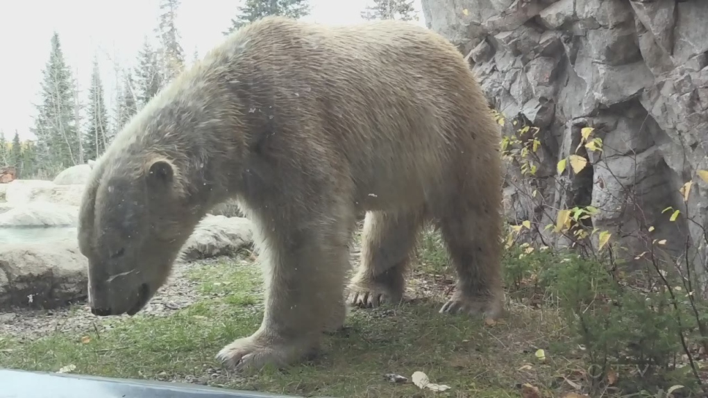 Far North police 'dispatch' polar bear stalking schoolyard