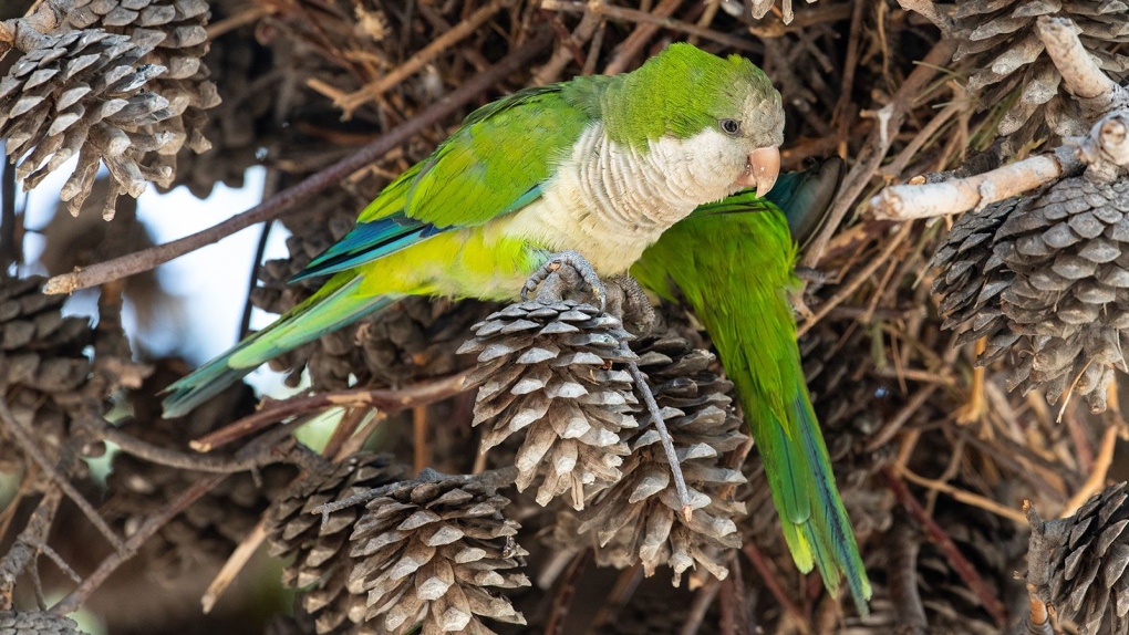 Parrot fever' outbreak in Europe has led to deaths of 5 people