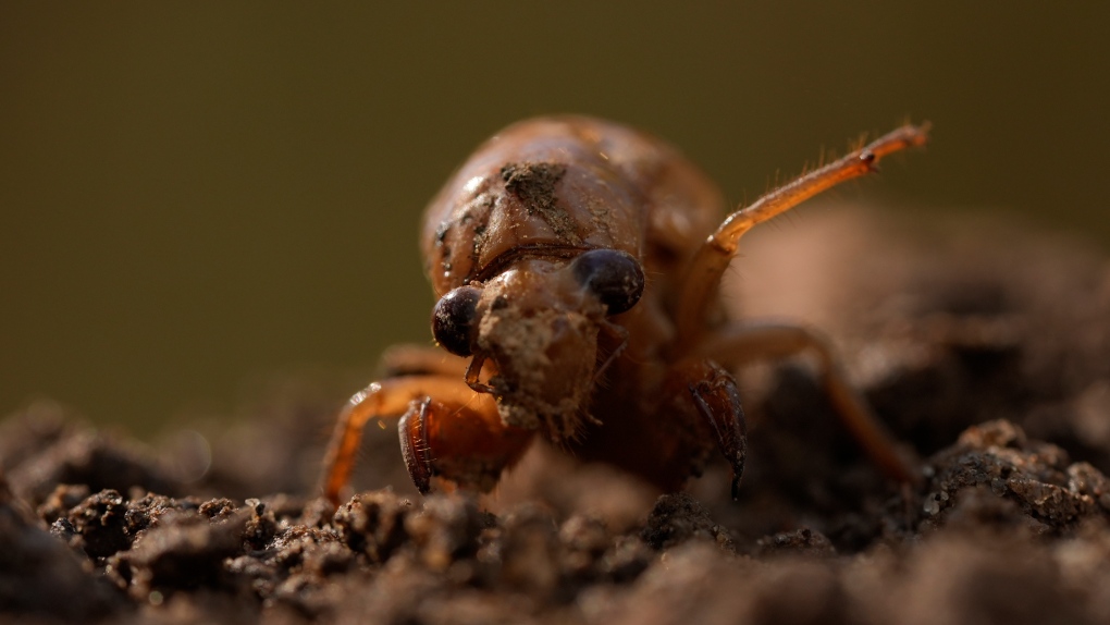 Cicada broods 2024: The biggest bug emergence in centuries | CTV News