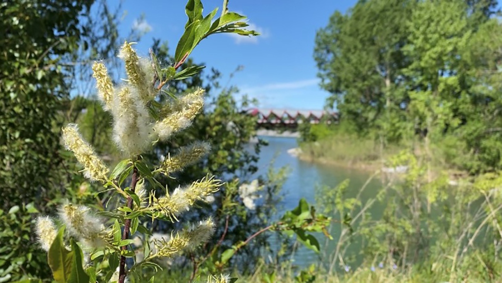 De allergievoorspelling voor dit voorjaar in Alberta is onduidelijk