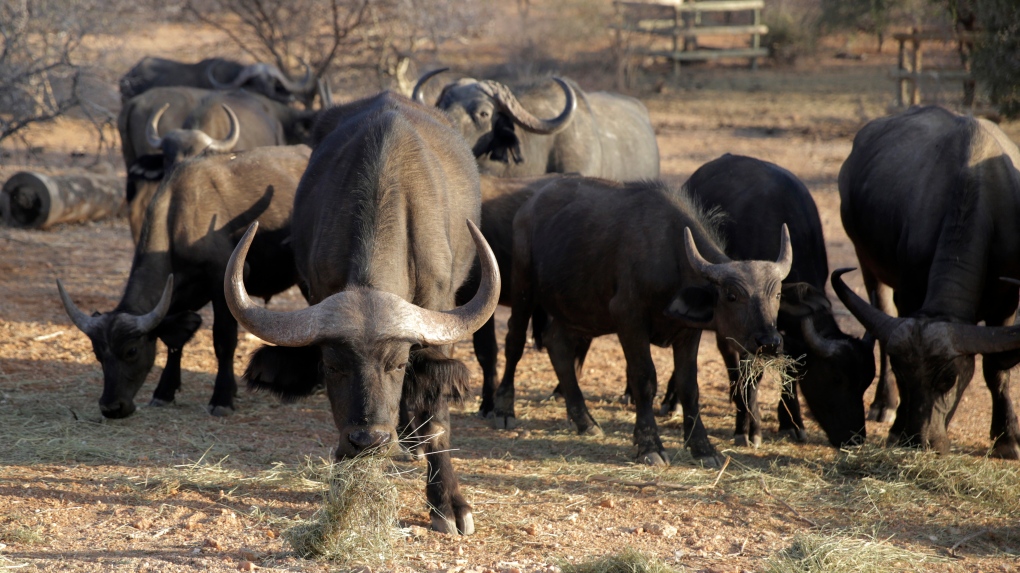 Eight buffaloes in Kenya electrocuted after walking into low-lying power lines, wildlife agency says